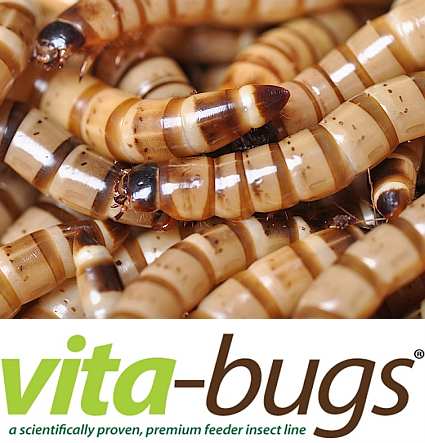 Bulk Live Superworms: Vita-Bugs 1000 Count