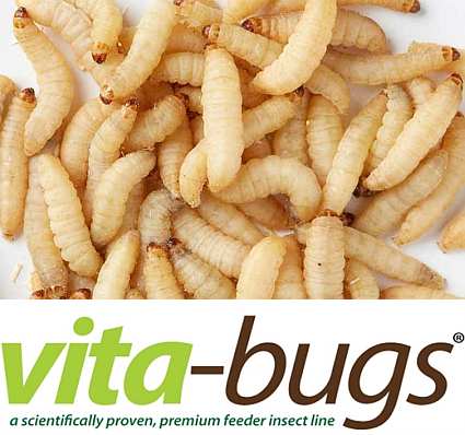 Bulk Live Waxworms: Vita-Bugs 1000 Count