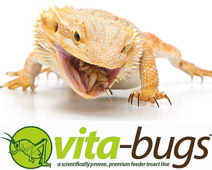 Bulk Live Crickets: Vita-Bugs 500 Count