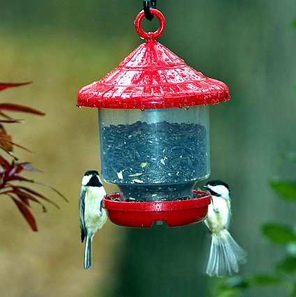 globe bird feeders for small songbirds globe bird feeders globe bird feeders for small songbirds globe bird feeders