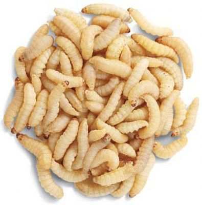 download waxworms near me
