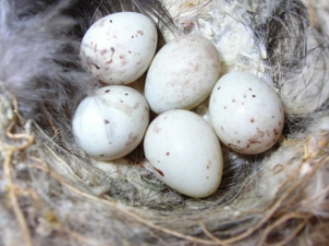 Goldfinch nest with eggs
