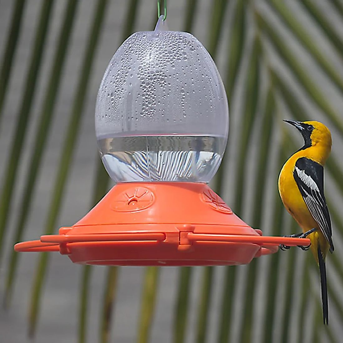 Sunlit Oriole - FeederWatch