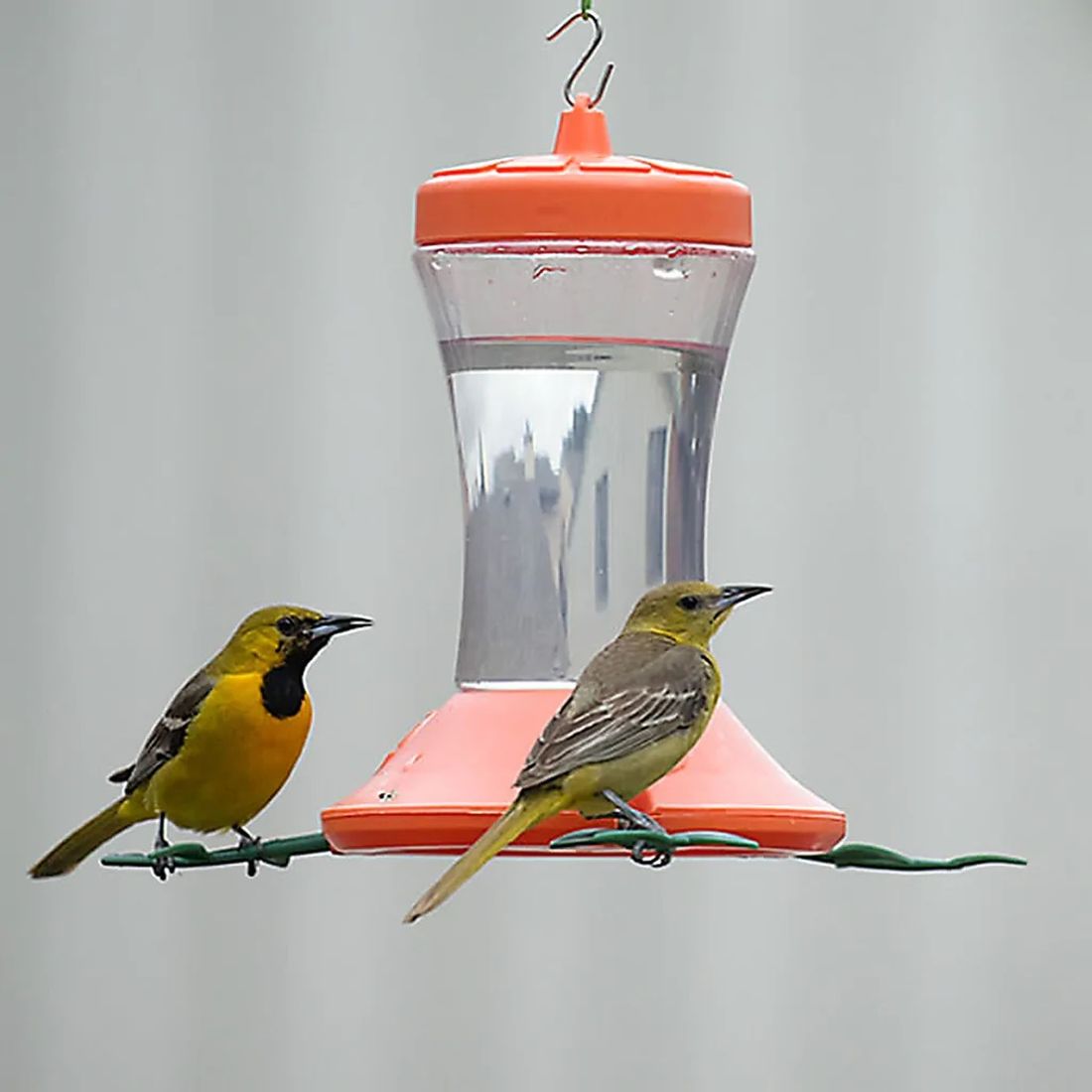 Sunlit Oriole - FeederWatch