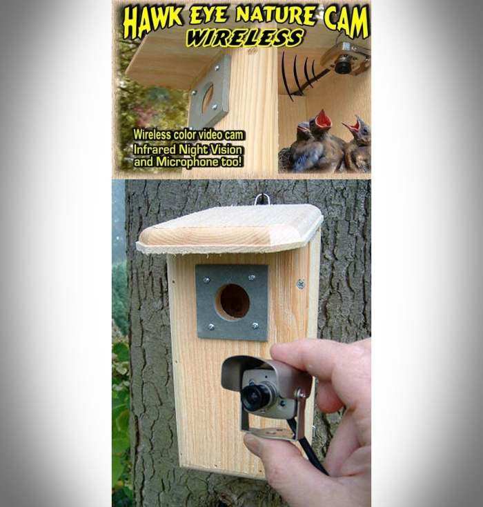 Wild Bird Cameras Wildlife Cameras Birdhouse Cameras Bird