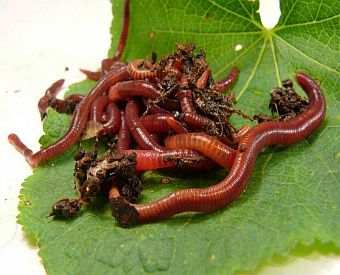 Canadian Nightcrawlers / Earthworms - 'Lumbricus terrestris' (25 Count)
