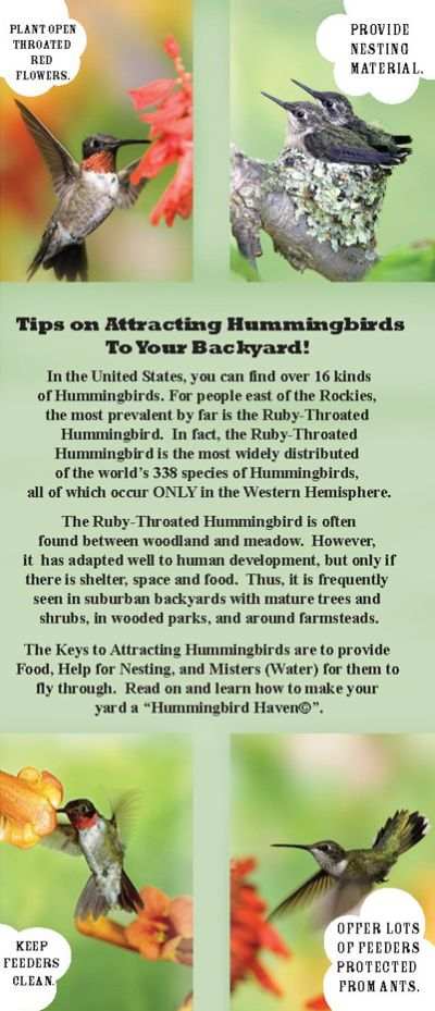 Tips on attarcting Hummingbirds to your backyard