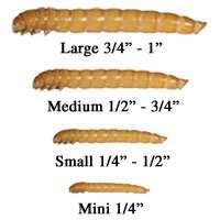 Mealworm Sizes