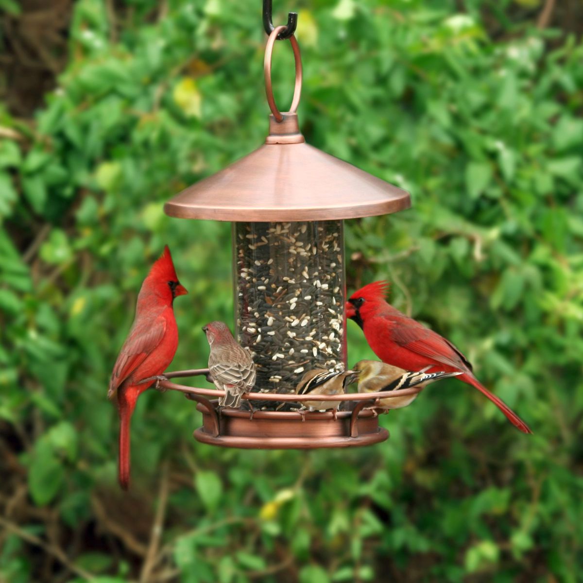 Classic Perch Bird Feeder Copper