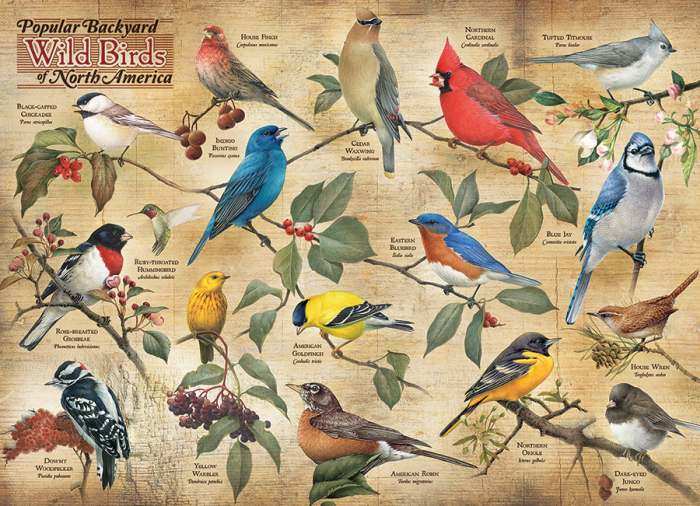 Popular Backyard Birds 1000 Piece Jigsaw Puzzle