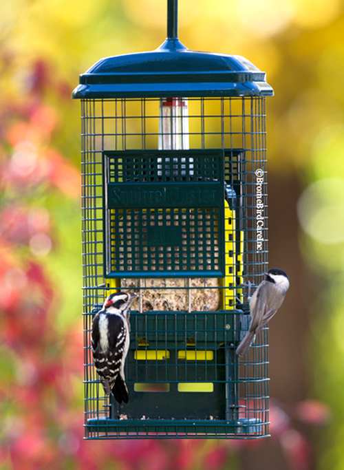 Squirrel Buster Suet Feeder