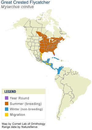 Great Crested Flycatcher Range Map