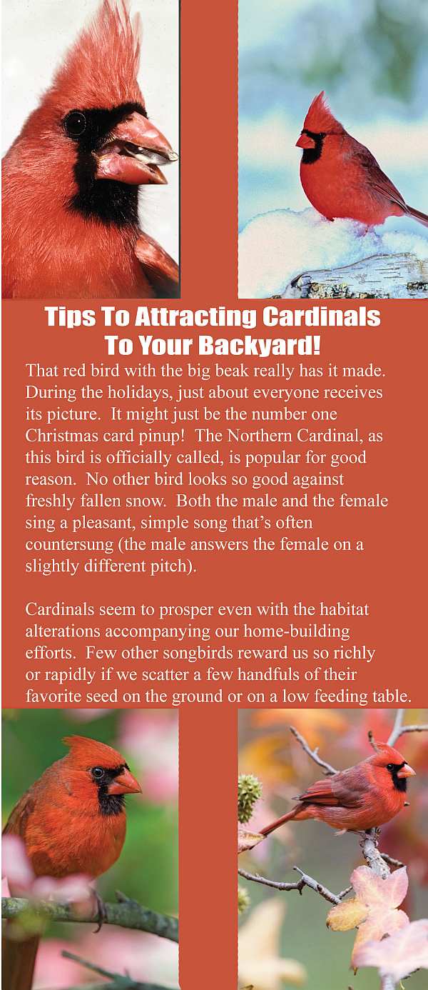 Tips To Attracting Cardinals To Your Backyard