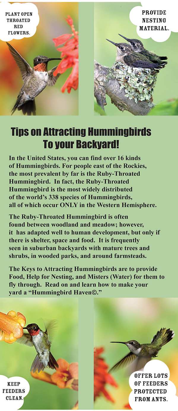 Tips On Attracting Hummingbirds To Your Backyard