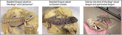 Vita-Bugs Bearded Dragon Study